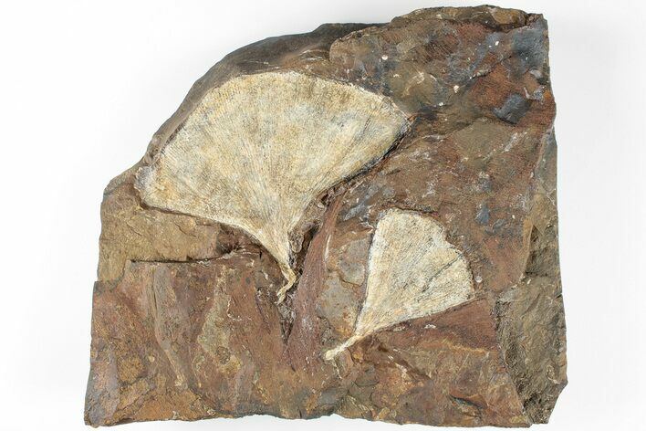 Two Fossil Ginkgo Leaves From North Dakota - Paleocene
